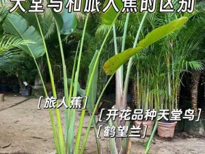 天堂鸟与旅人蕉：植物特征、生长环境与用途的对比分析