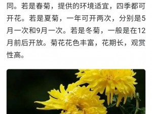 六年级菊花能塞几支棉签(六年级菊花的奥秘：能塞几支棉签？)