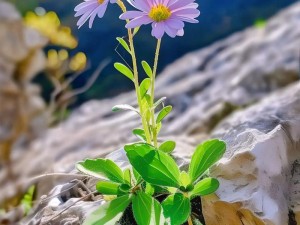 野花韩国高清在线观看【野花韩国高清在线观看：一场视觉的盛宴】