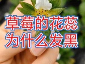 私下花瓣是黑的怎么办【花瓣发黑怎么办？】