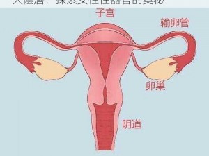 大陰蒂BBwBBB大陰唇_大陰蒂 BBwBBB 大陰唇：探索女性性器官的奥秘