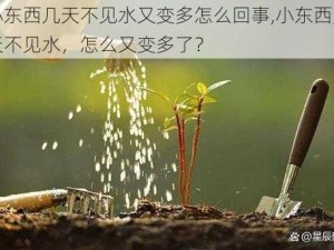 小东西几天不见水又变多怎么回事,小东西几天不见水，怎么又变多了？