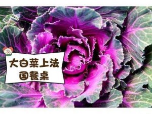 粉红大白菜法国原产，口感鲜美，营养丰富，烹饪简单，是您健康生活的理想选择