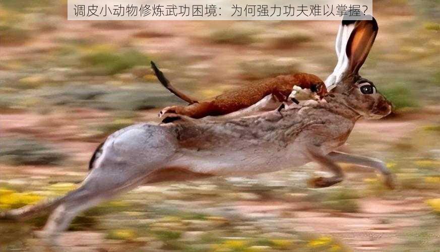 调皮小动物修炼武功困境：为何强力功夫难以掌握？