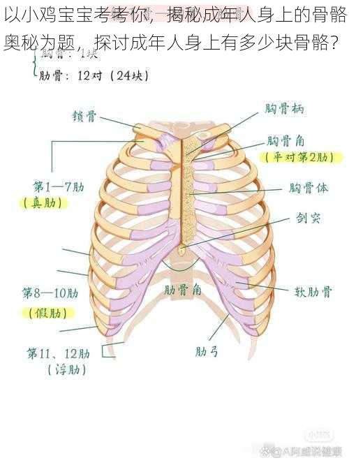 以小鸡宝宝考考你，揭秘成年人身上的骨骼奥秘为题，探讨成年人身上有多少块骨骼？