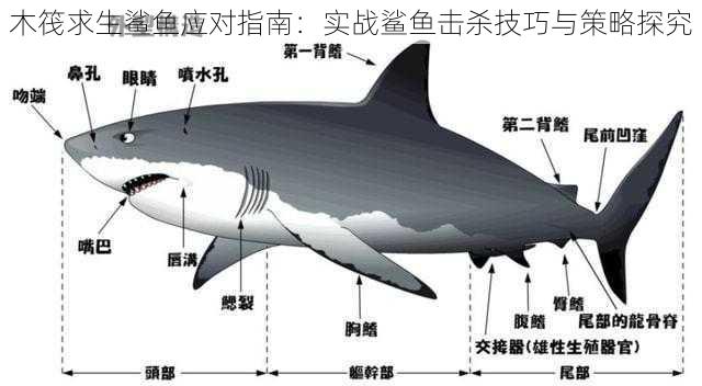 木筏求生鲨鱼应对指南：实战鲨鱼击杀技巧与策略探究