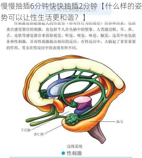 慢慢抽插6分钟快快抽插2分钟【什么样的姿势可以让性生活更和谐？】