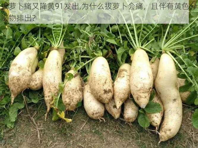 拔萝卜痛又降黄91发出,为什么拔萝卜会痛，且伴有黄色分泌物排出？