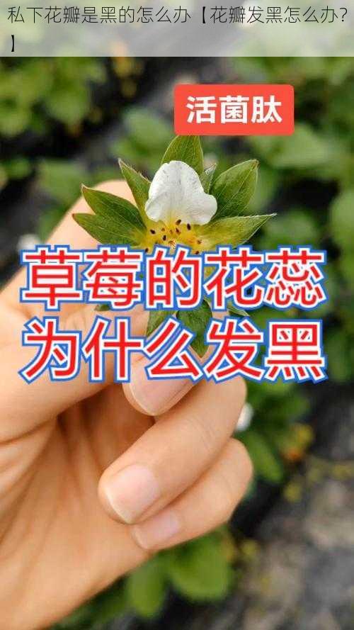 私下花瓣是黑的怎么办【花瓣发黑怎么办？】