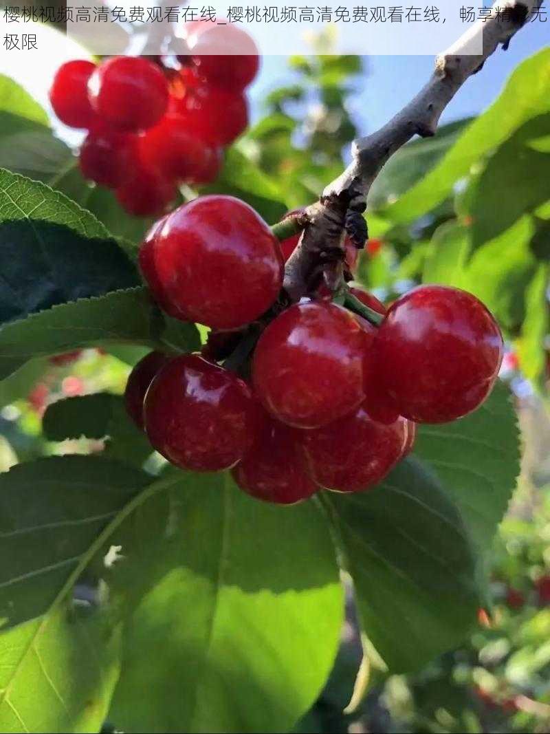 樱桃视频高清免费观看在线_樱桃视频高清免费观看在线，畅享精彩无极限