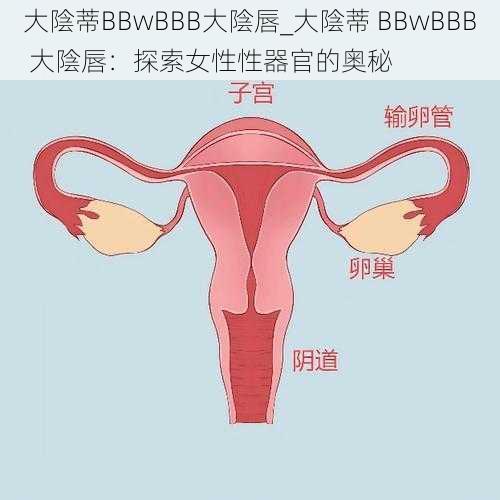 大陰蒂BBwBBB大陰唇_大陰蒂 BBwBBB 大陰唇：探索女性性器官的奥秘