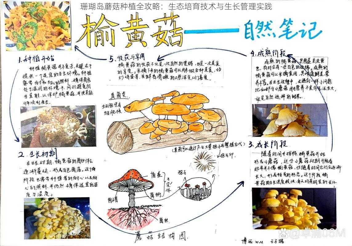 珊瑚岛蘑菇种植全攻略：生态培育技术与生长管理实践