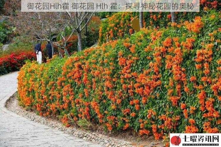 御花园Hlh霍 御花园 Hlh 霍：探寻神秘花园的奥秘