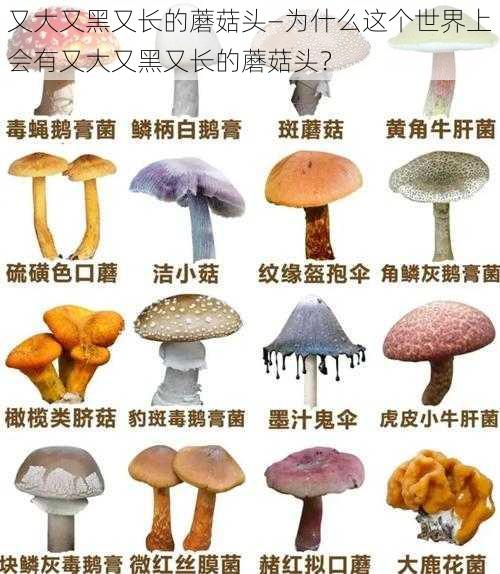 又大又黑又长的蘑菇头—为什么这个世界上会有又大又黑又长的蘑菇头？