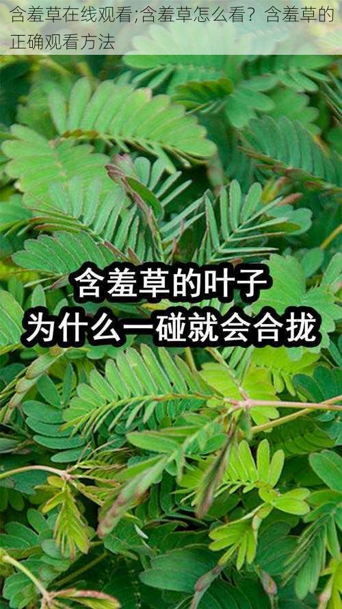 含羞草在线观看;含羞草怎么看？含羞草的正确观看方法