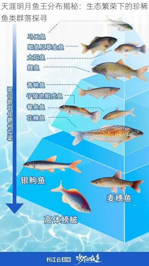 天涯明月鱼王分布揭秘：生态繁荣下的珍稀鱼类群落探寻