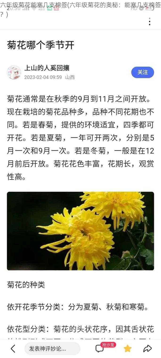 六年级菊花能塞几支棉签(六年级菊花的奥秘：能塞几支棉签？)