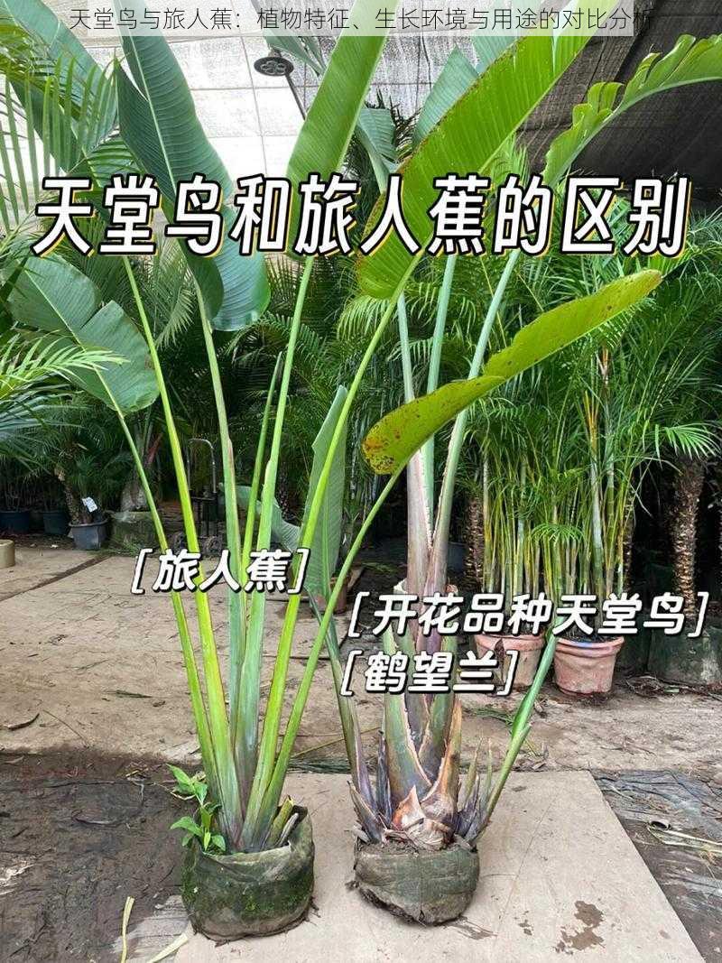 天堂鸟与旅人蕉：植物特征、生长环境与用途的对比分析