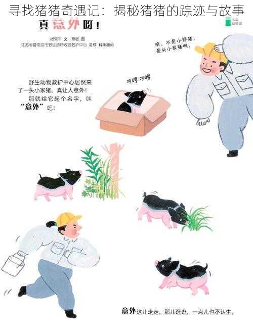 寻找猪猪奇遇记：揭秘猪猪的踪迹与故事